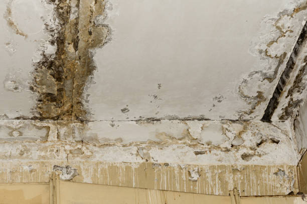 Best Mold-Related Health Consultation  in Dutch Island, GA