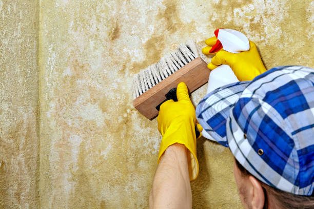 Best Asbestos and Lead Testing During Mold Inspection  in Dutch Island, GA
