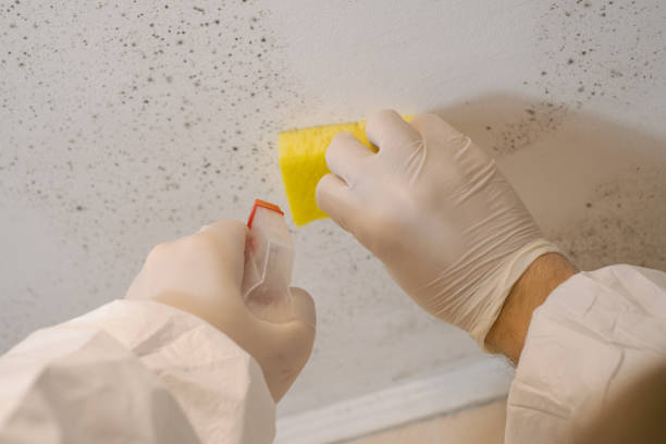 Best Airborne Mold Testing  in Dutch Island, GA