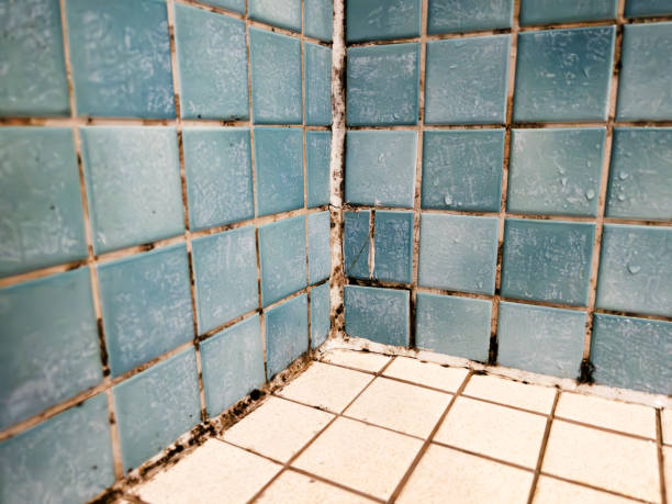 Best Real Estate Mold Inspection  in Dutch Island, GA