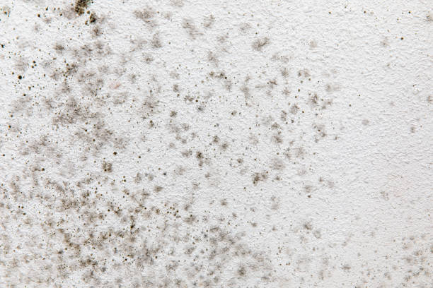 Best Mold Damage Restoration  in Dutch Island, GA